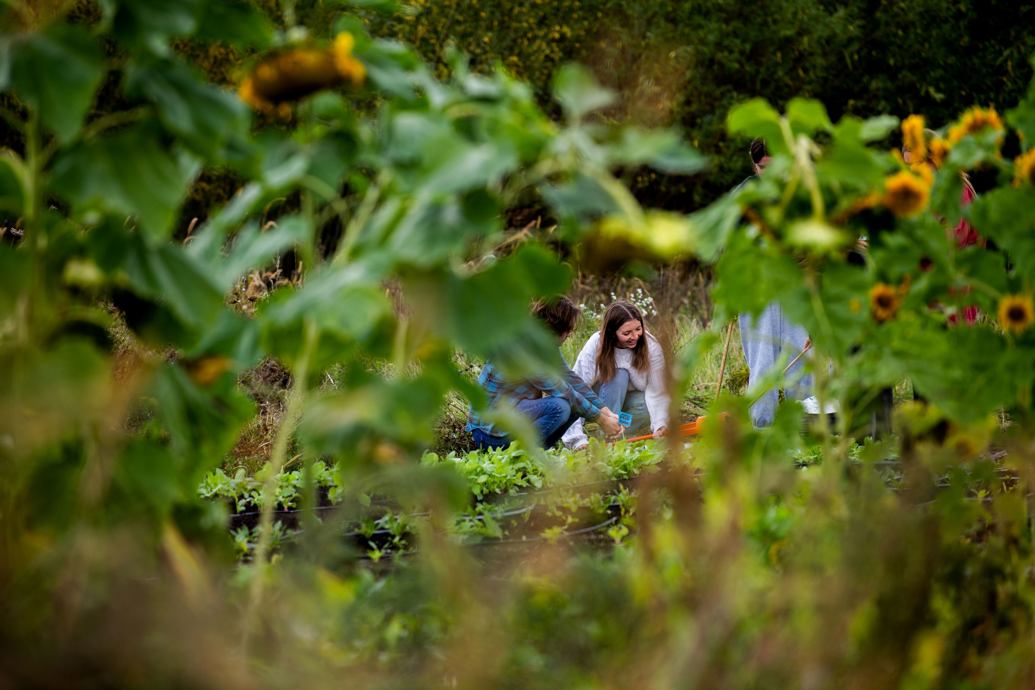 student in garden in focus, sunflowers crowd the forefront