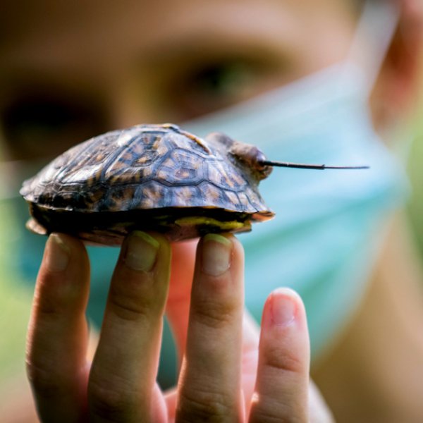 A student researcher holds up a baby turtle.