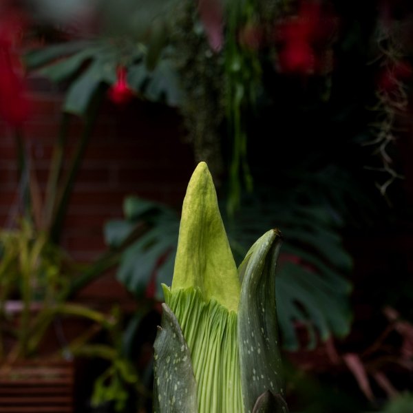 A closeup of a corpse flower that is starting to open