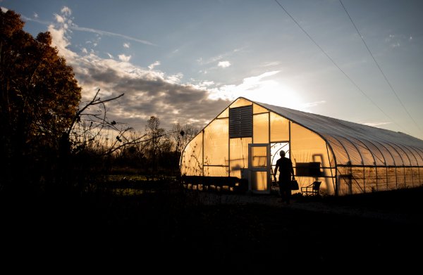  A person&rsquo;s silhouette enters a greenhouse that is glowing with golden sunset light.