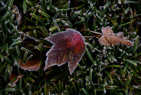  Colorful leaves frosted on the edges with frosted grass underneath the leaves. 