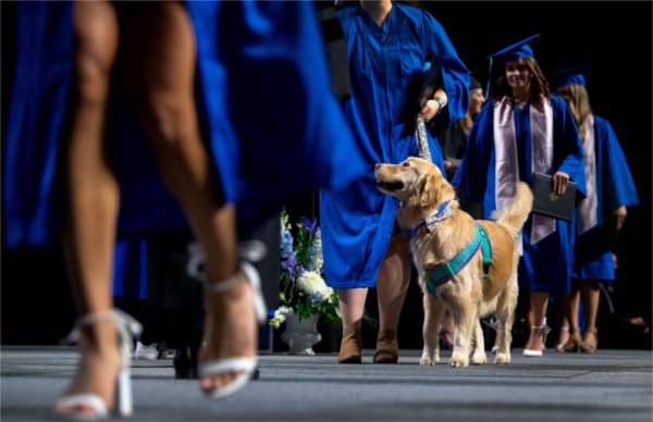 A service dog crosses the stage with it's owner during Commencement.