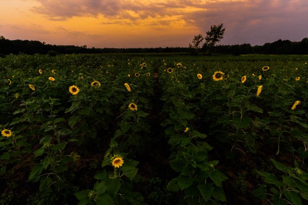 A wide view shows a field of yellow sunflowers with a warm glowing sky in the background