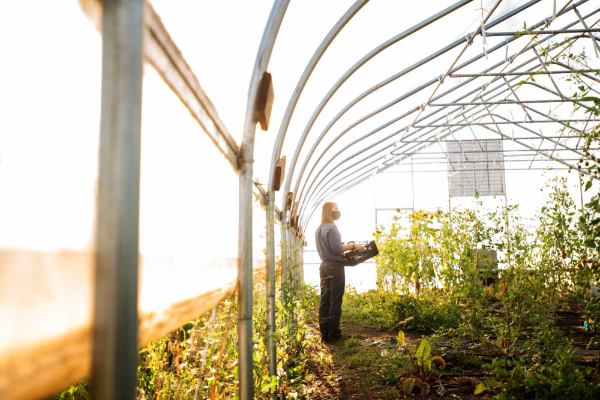 A person stands inside of a greenhouse holding a basket of crops. 
