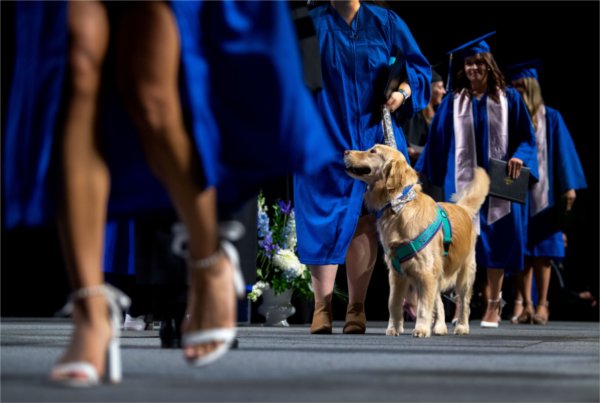  A service dog walks across the stage during a Commencement ceremony.