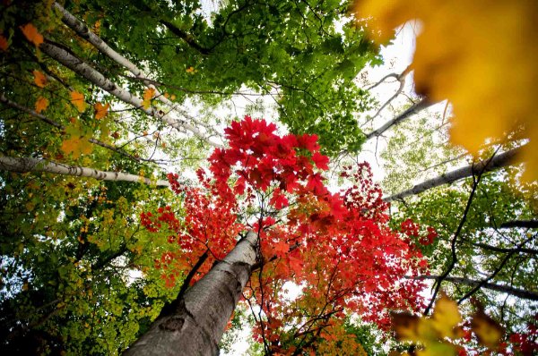  A view of colorful fall leaves on trees seen from below.