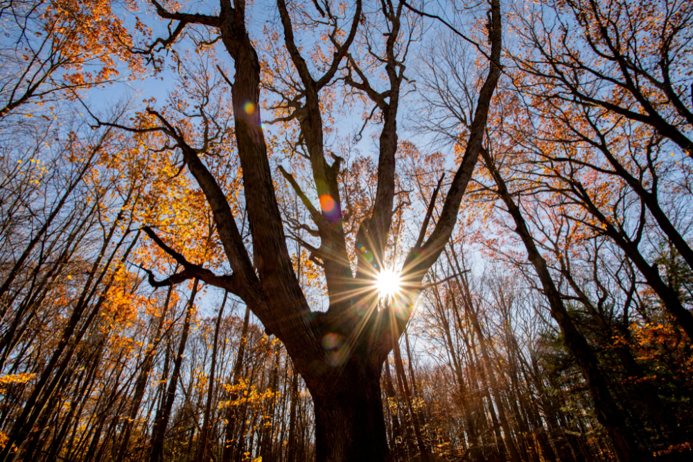 The forest and sky.