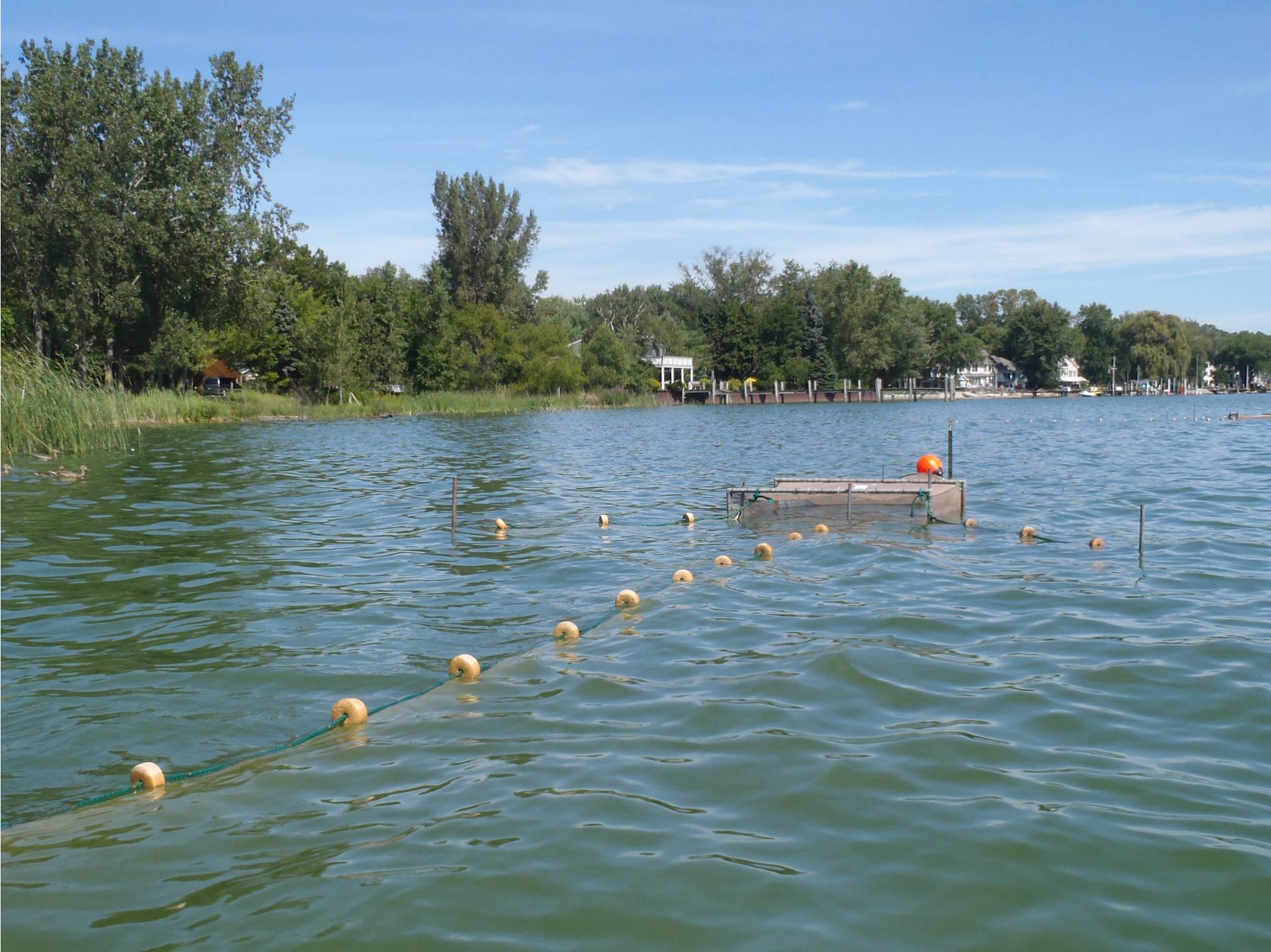 Project Clarity Lake Macatawa Fish Survey Robert B. Annis Water