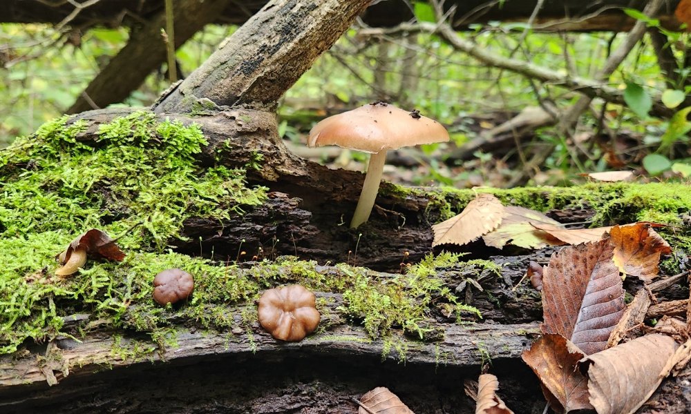 Plant Club Guest lecture