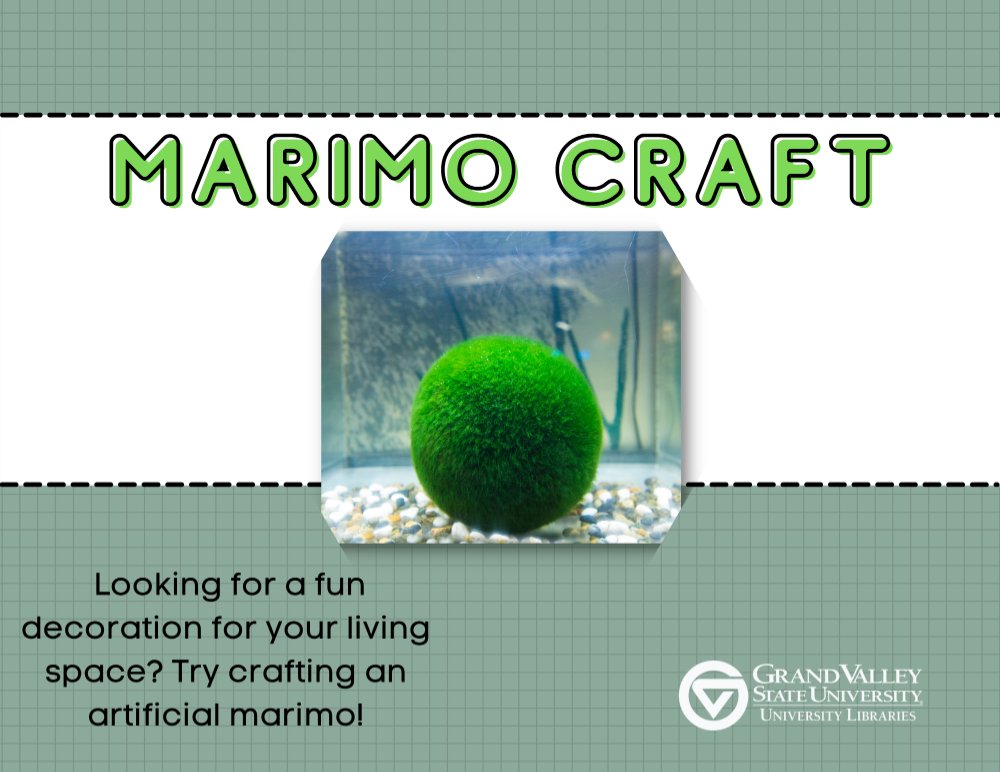 Marimo moss plant in a clear tank