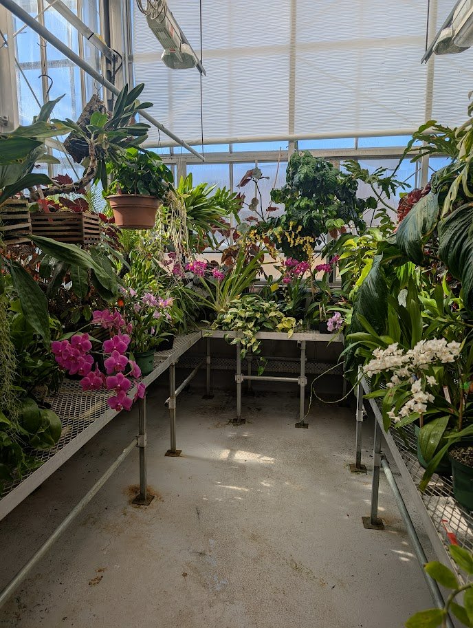 Image of plants and flowers in the Barbara Kindschi Greenhouse