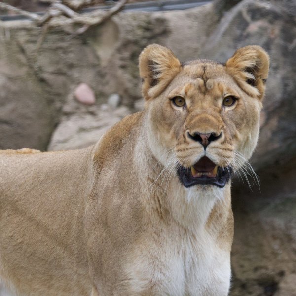 A lion looks at the camera