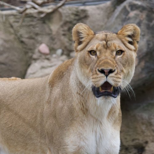 A lion looks at the camera