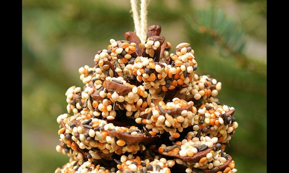 Create a pinecone bird feeder