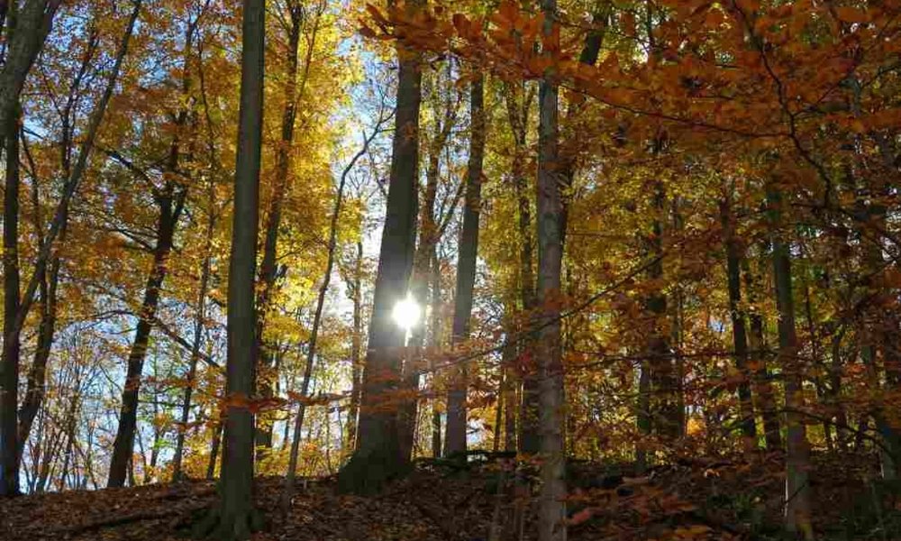 Dinner and Ravine's Hike