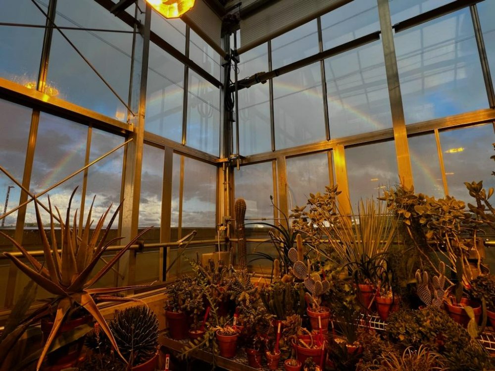 a rainbow seen through the glass of the arid house located in the Barbara Kindschi Greenhouse, GVSU