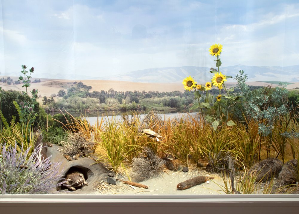 a desert scene with scrub brush and animals
