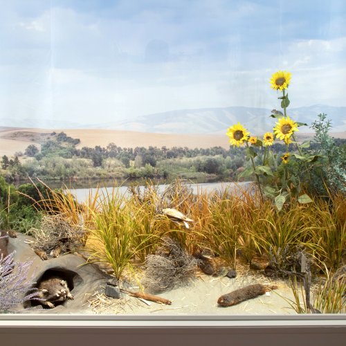 a desert scene with scrub brush and animals