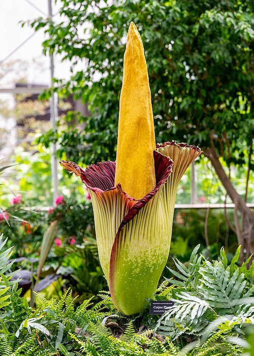 Image of Corpse Flower Bloom in Greenhouse setting