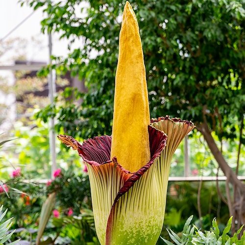 Image of Corpse Flower Bloom in Greenhouse setting