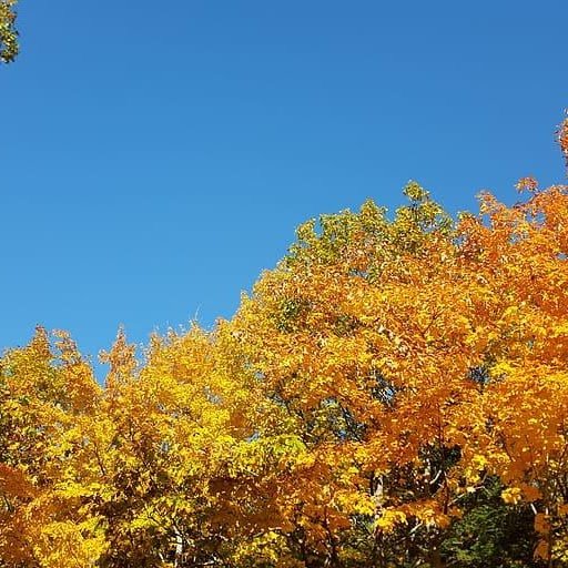 Fall leaves on a tree