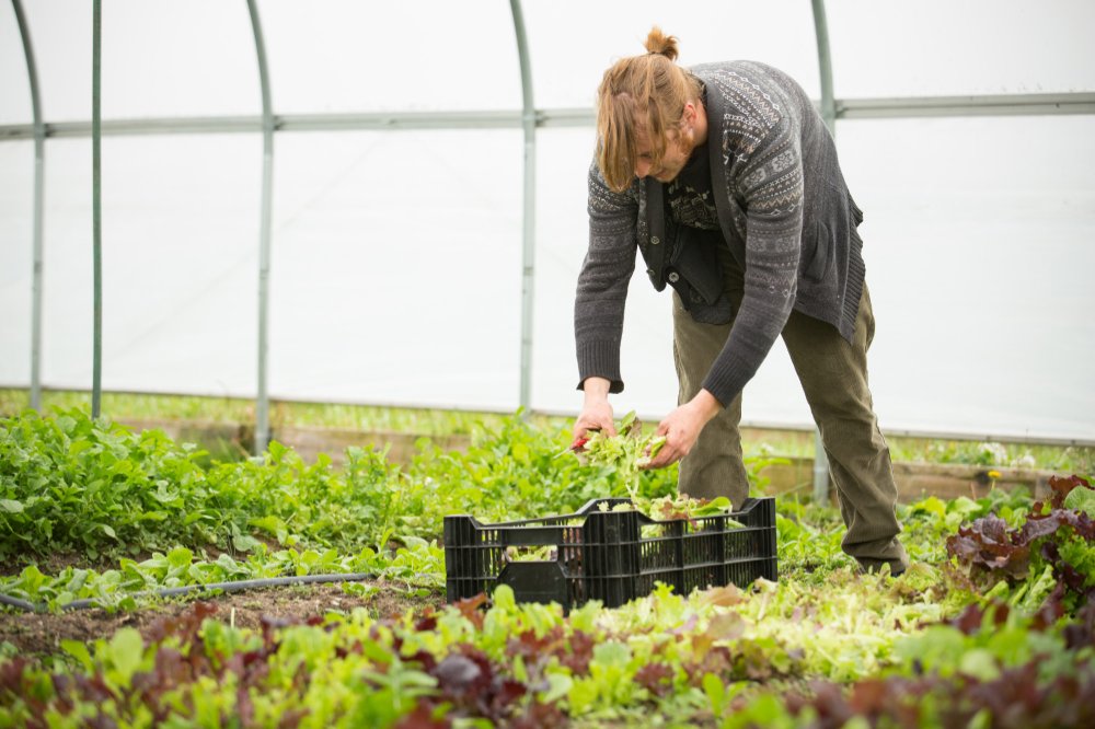 A student volunteer harvests crops at the Sustainable Agriculture Project
