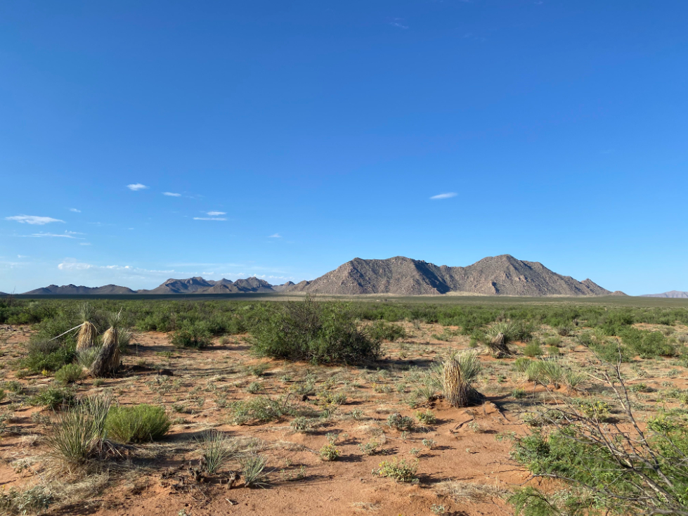 Chihuahuan Desert Biodiversity Research Experience for Undergraduates