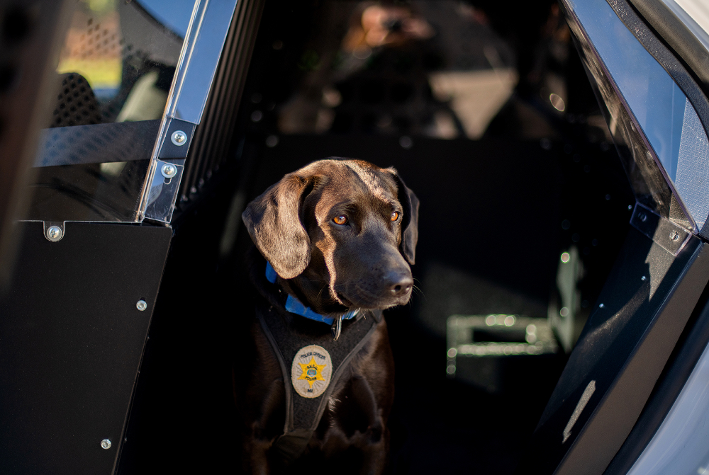 black lab sitting in back of patrol car