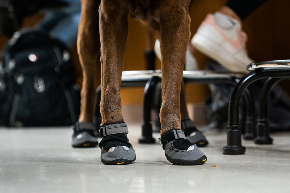 dog feet covered in booties