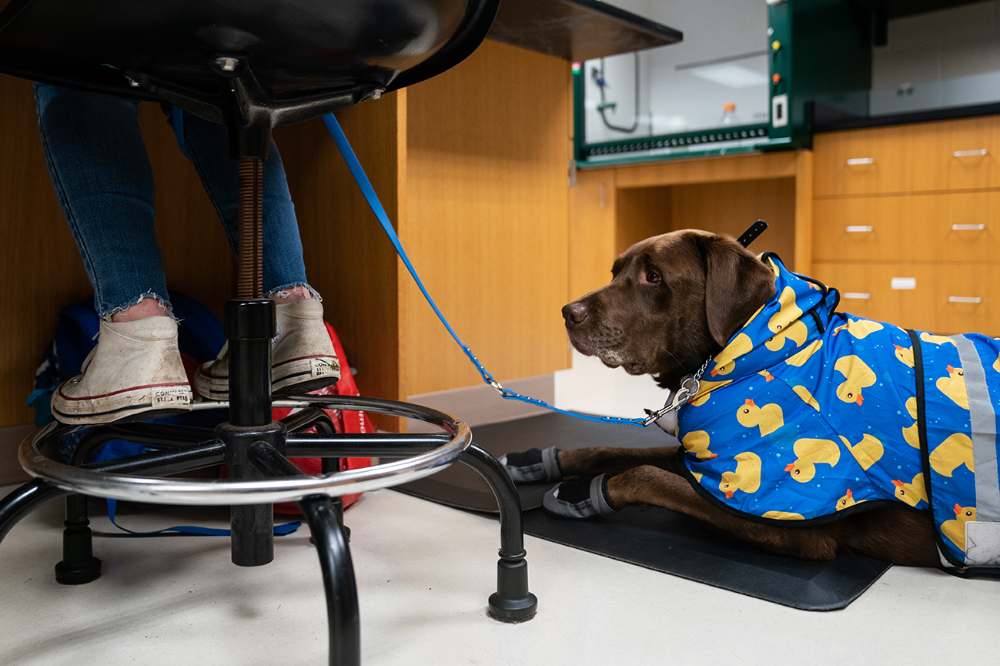 dog on mat near a chair