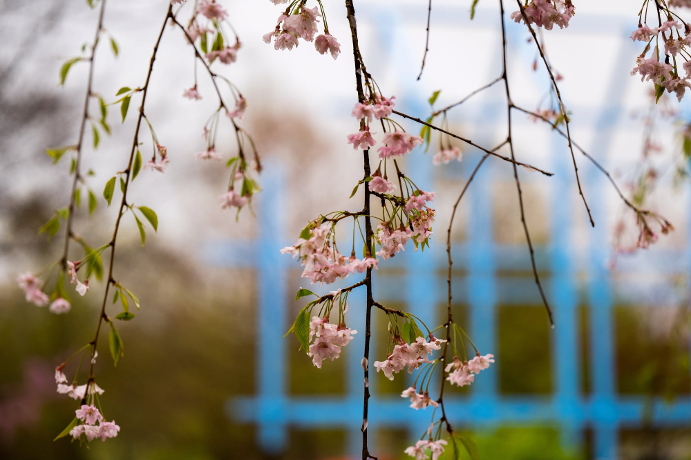 flowering tree with blue Transformational Link in background