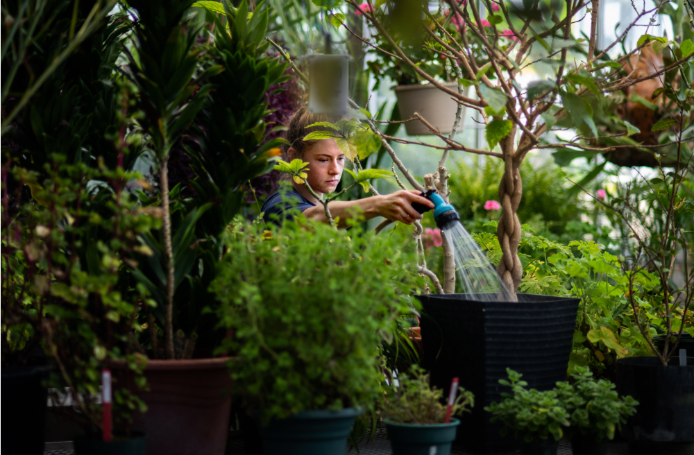 student employee waters a plant in the greenhouse