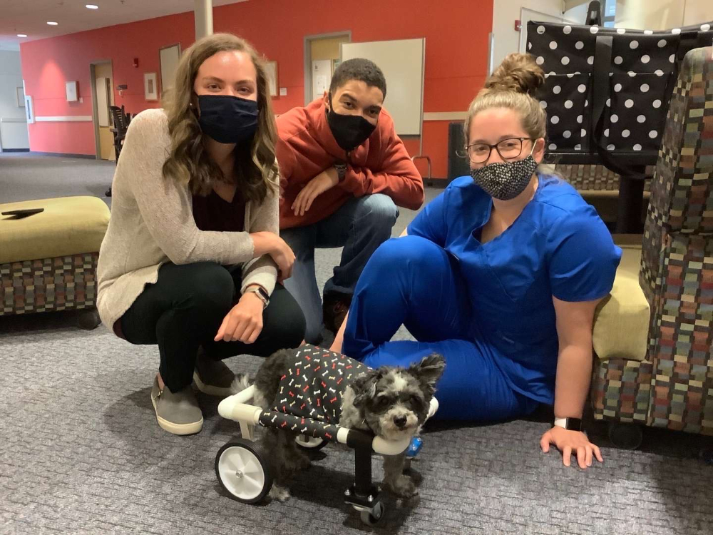 three people kneel or sit on the floor behind a small dog in a device with wheels designed to help it walk better.