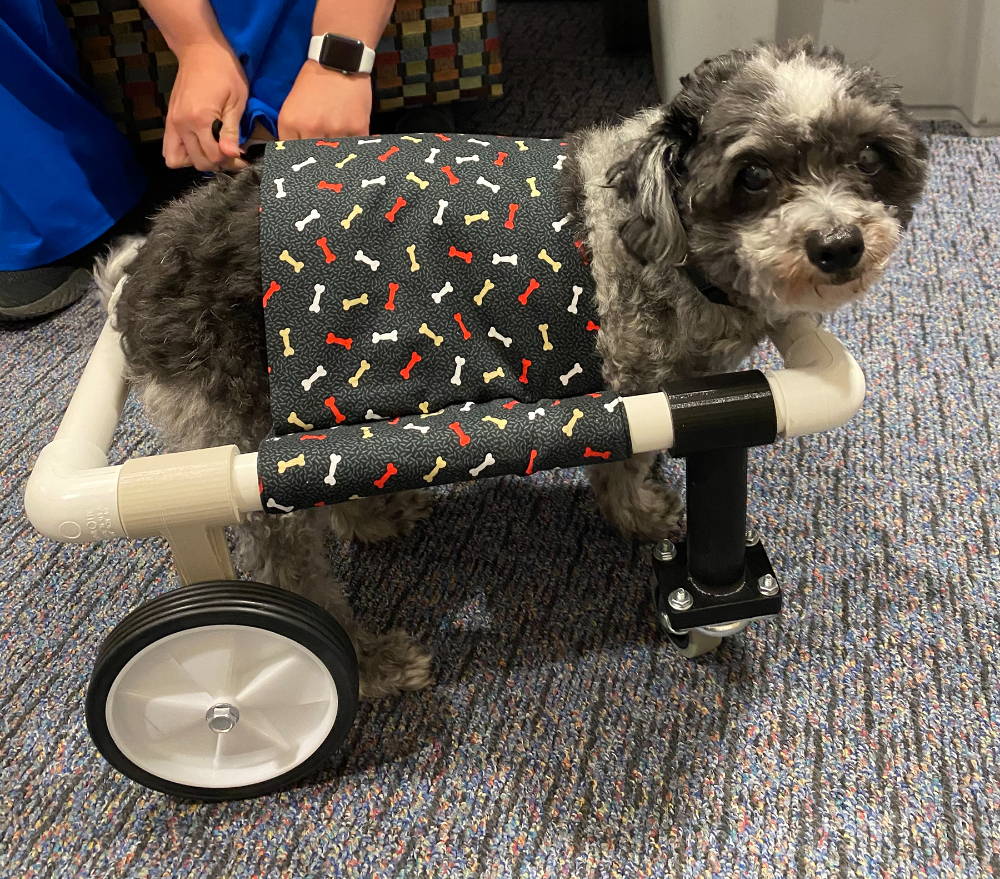 small dog stands on the floor encased in a wheelchair designed to help him walk