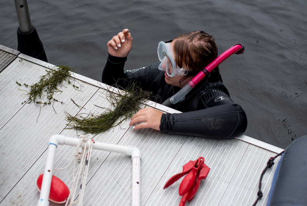 student in snorkel and wetsuit hangs on to a dock with algae and other equipment on the dock