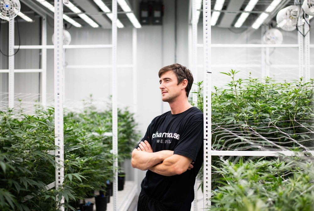 Casey Kornoelje, '08, leans against a metal post in his cannabis greenhouse. Many plants are pictured around him.