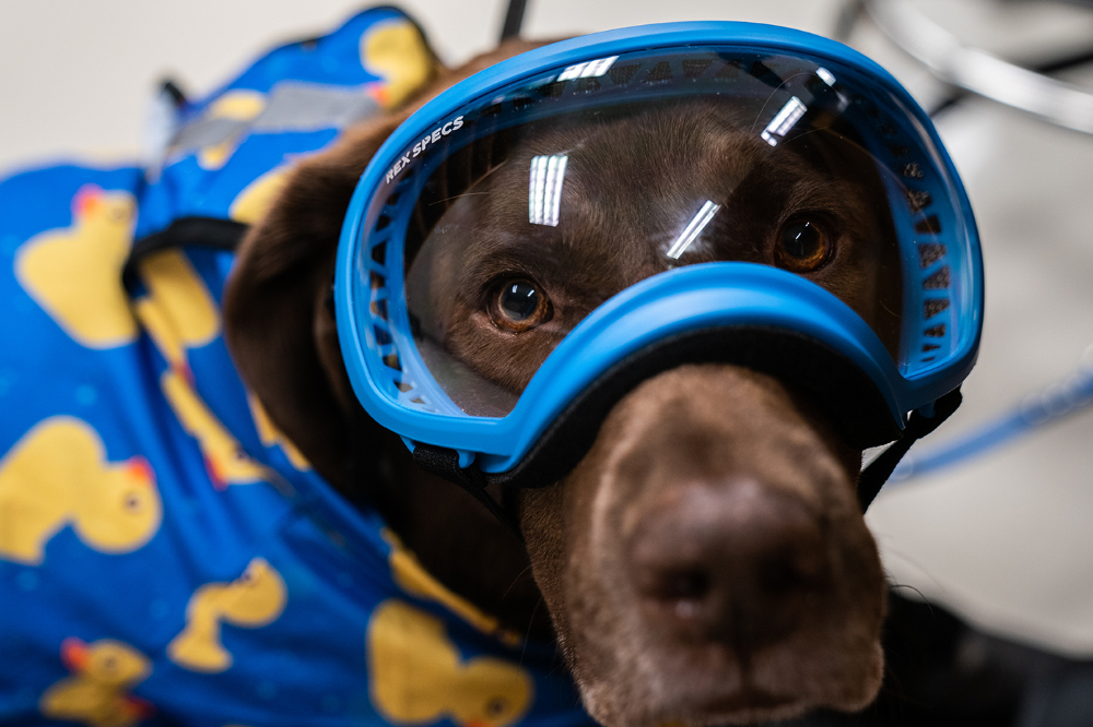 brown lab wears goggles and a coat