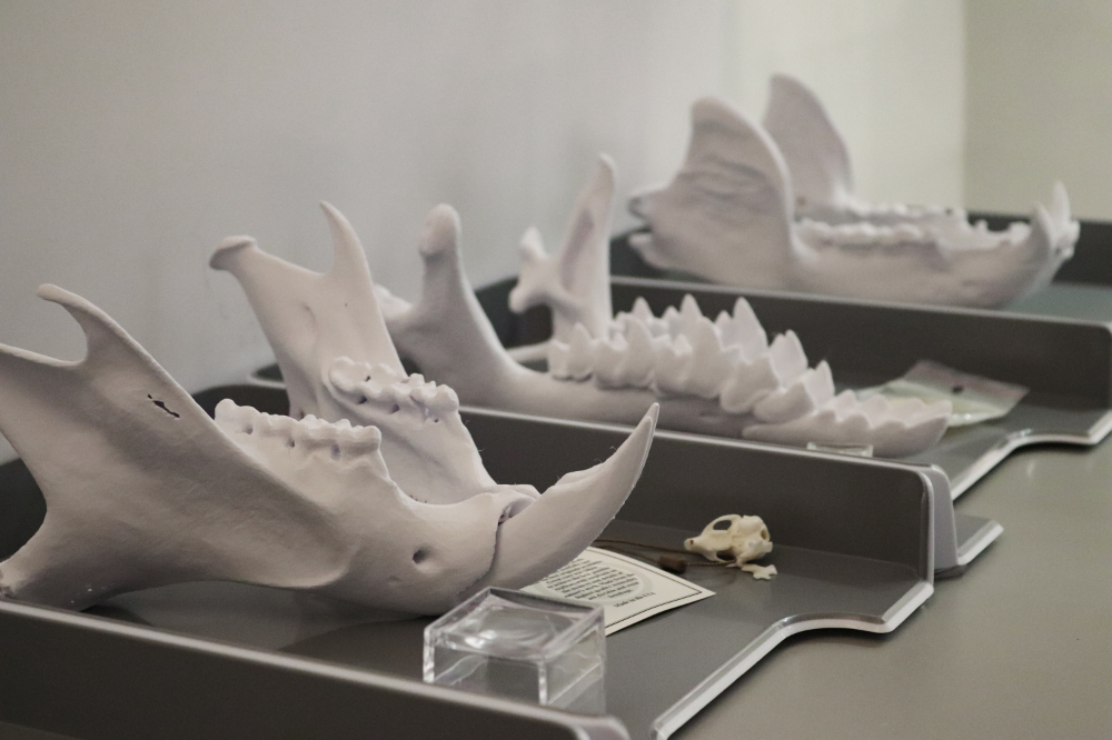 replicas of ancient mammal bones in a museum display