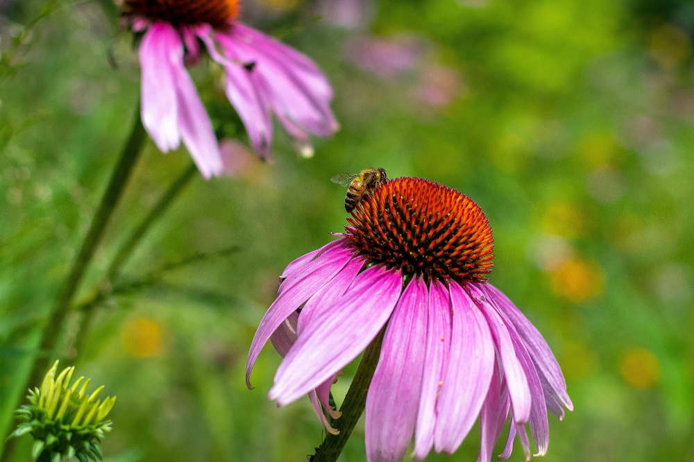 bee pollenates purple daisy outdoors