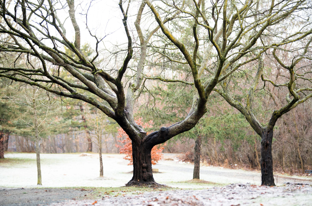 trees on the allendale campus with light snow on the ground