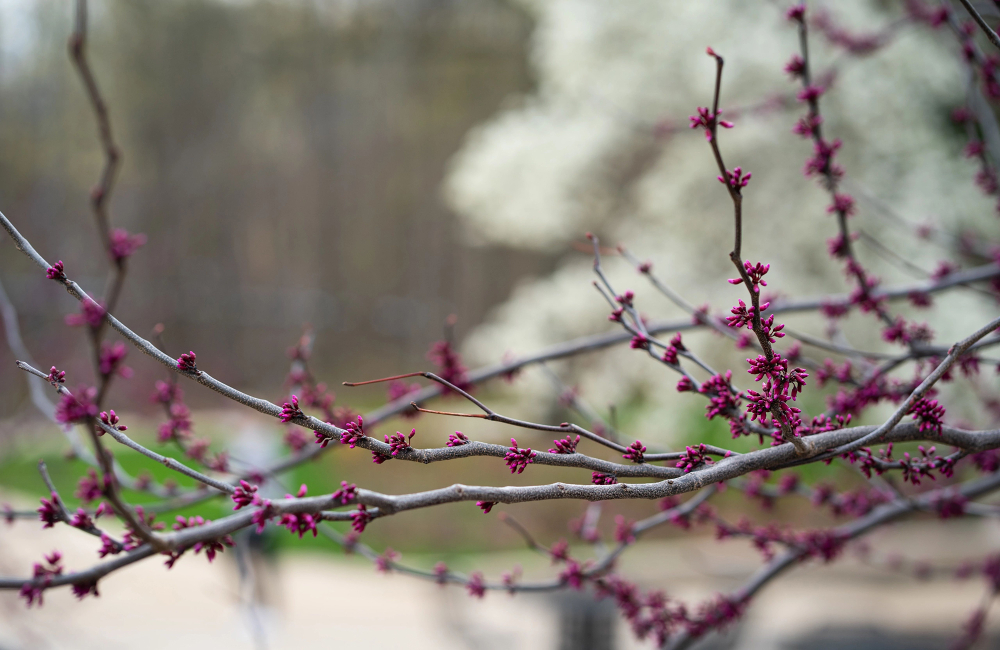 tree branch with purple buds, in background is white flowering tree