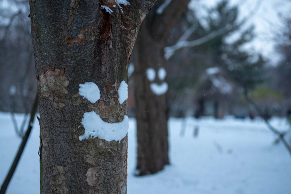 happy faces in snow on two trees