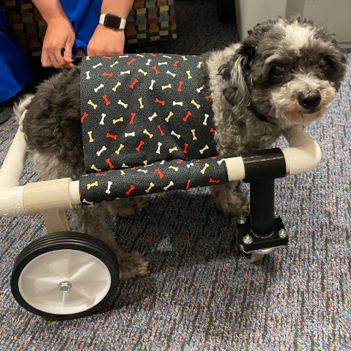small dog stands on the floor encased in a wheelchair designed to help him walk
