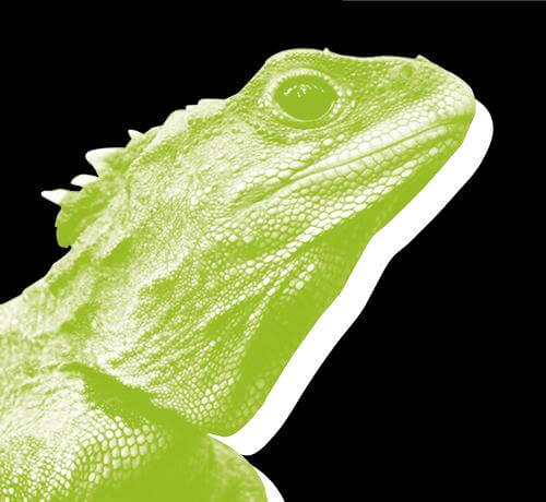 Read article Endangered no more