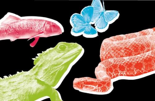 Read article Endangered no more