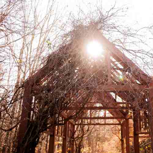 Sunlight shines through vines in the Arboretum