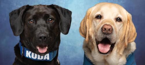 Read article Meet the working dog class of 2022