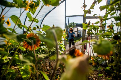 Woman looks into greenhouse at sunflowers