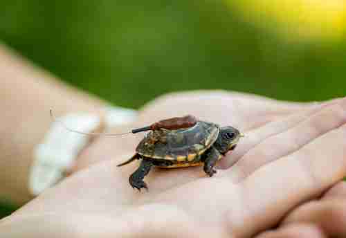 A very small turtle is sitting in the palm of a hand. The turtle has brown blob on its back which is the gps tracking device. 