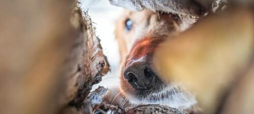 Read article Scent detectives